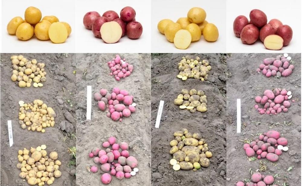 Tuberosum Technologies регистрирует первые в истории сорта настоящих семян картофеля (TPS) в Канаде