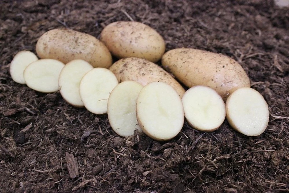 Российские селекционеры создали засухоустойчивый сорт картофеля для фри