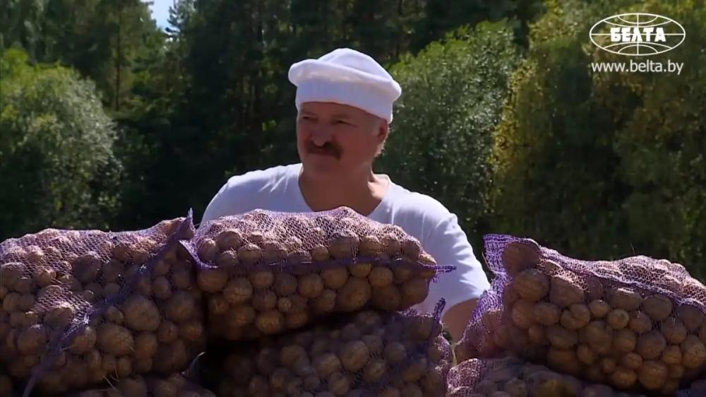 Лукашенко рассказал, что все новые сорта картофеля тестируют на его личном участке