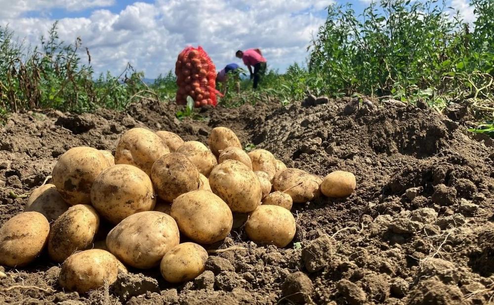 В МФТИ создали экологичное средство для защиты картофеля и пшеницы от инфекций