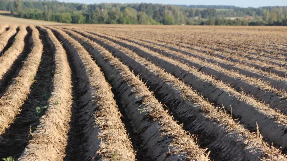 Bayer и Solynta предложат фермерам выращивать картофель не из клубней, а из семян