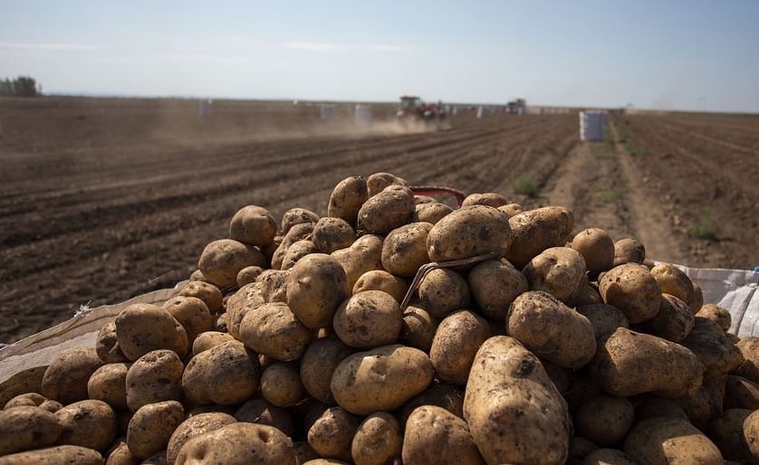 Европа: обсуждение свободного транзита посевного картофеля
