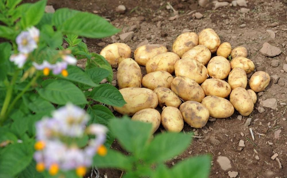 Картофельный рис: революционный продукт или нишевый продукт?
