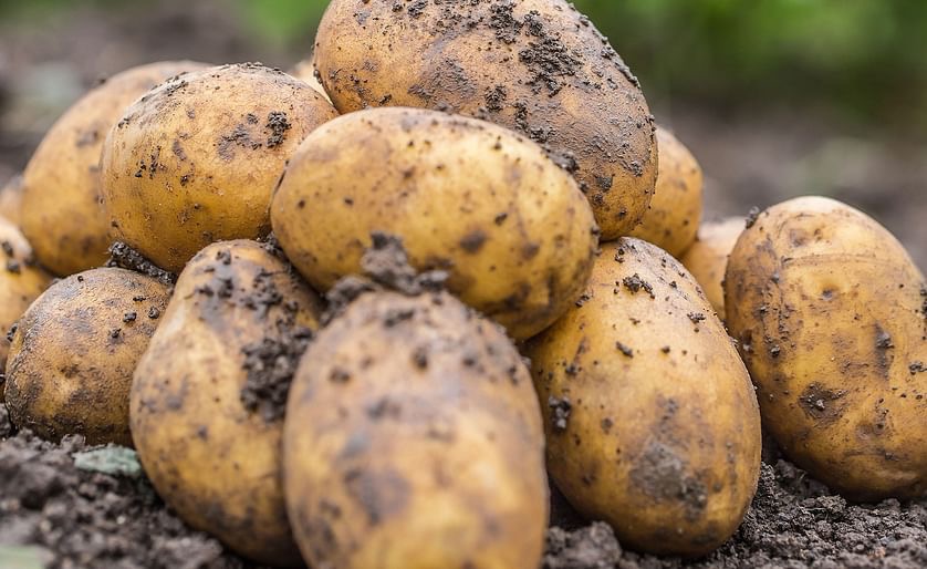 Российские ученые создали устойчивый к засухе и паразитам сорт картофеля