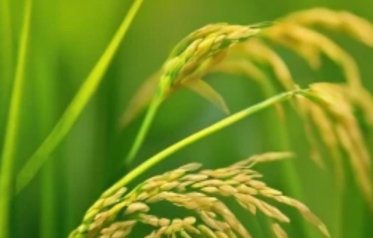  Китай и Индия продвигают прямой посев риса